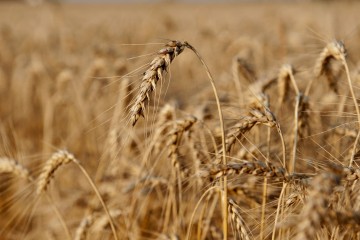 Canada’s Record Rains Cut Wheat Acreage to Three-Year Low
